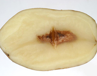 a piece of food